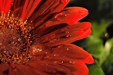 red flower with water drops