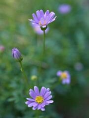 Closeup violet purple petals daisy flowers plants in the garden with green blurred background, macro image, soft focus ,sweet color for card design