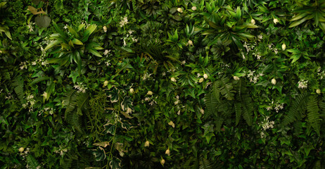 Fototapeta na wymiar Green leaves pattern background, Natural background