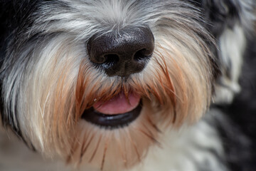 closeup of Portuguese Water dog with a dirty face 