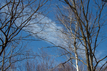 Looking at blue sky through the tree branches in spring
