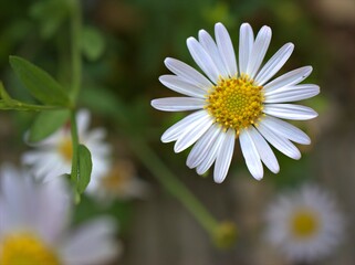 Obraz premium Closeup white petals common daisy flower plants in garden with soft focus and green leaf blurred background, macro image ,wallpaper ,for card design