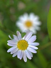 Obraz na płótnie Canvas Closeup white petals common daisy flower plants in garden with soft focus and green leaf blurred background, macro image ,wallpaper ,for card design