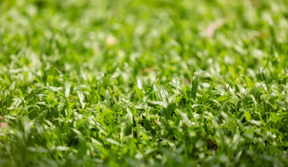 Green lawn in the garden