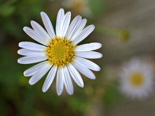 Fototapeta premium Closeup white petals common daisy flowers plants in the garden with green blurred background, macro image, soft focus for card design