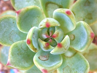 Closeup succulent Echeveria elegans ,Ghost-plant, mexican snow ball ,cactus desert plants with blurred background ,macro image ,soft focus for card design