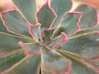 Closeup succulent Echeveria elegans ,Ghost-plant, mexican snow ball ,cactus desert plants with blurred background ,macro image ,soft focus ,sweet color for card design