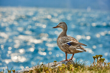 Duck stand next to a pond or lake with bokeh background