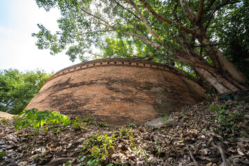 Fototapeta premium Ancient brick wall also known as Fort of Haiya or Thipanaet and big Bodhi trees in Chiang Mai city, Northern Thailand.