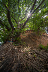 Ancient brick wall also known as Fort of Haiya or Thipanaet and big Bodhi trees in Chiang Mai city, Northern Thailand.