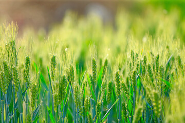 Wheat growing in the wheat field