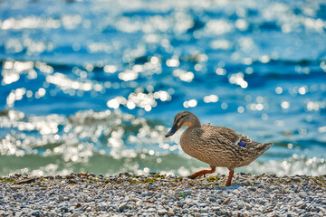 Duck stand next to a pond or lake with bokeh background