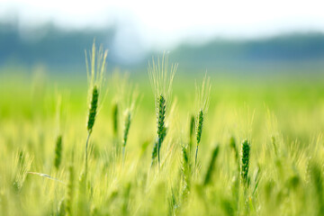 Fototapeta premium Wheat growing in the wheat field