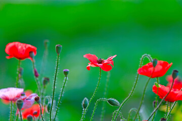 corn poppy flower,in the garden