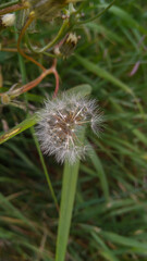 Big dandelion with missing seeds on a green background.
