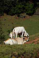Fototapeta premium cows in the grass
