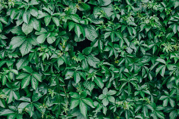 The wall is enveaded by a green plant, a wall of green leaves.