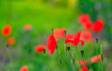 Naklejka premium corn poppy flower,in the garden
