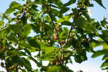 Ripe and green mulberries on a tree