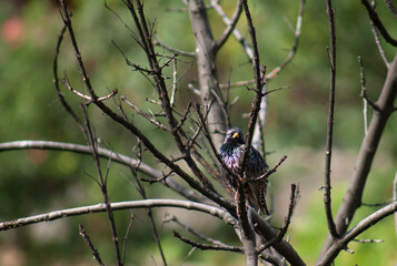 A common starling perched on a tree