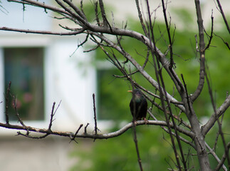 A common starling perched on a tree