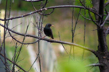 A common starling perched on a tree