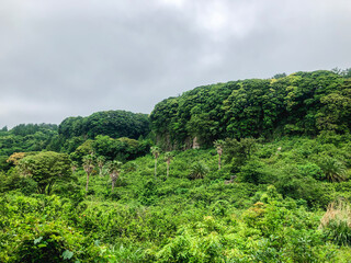 Fototapeta na wymiar Green mountain forest with palm trees on Jeju Island, South Korea