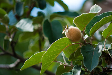 Green quince on a tree