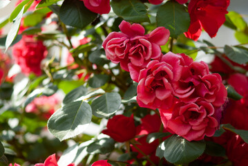 red roses in garden