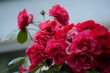 bouquet of pink roses