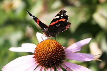 Brown butterfly with a pattern on a pink daisy with a yellow middle. Illustration for calendar