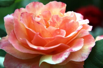 Blooming rose bud light pink, coral rose