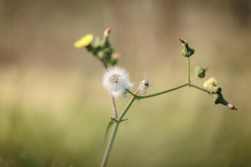 Wild sowthistle weed, subdued tones