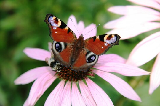 Brown butterfly with a pattern on a pink daisy with a yellow middle.  puzzle picture
