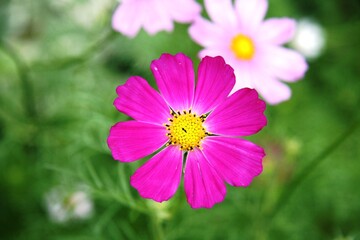 Obraz premium Purple blooming eight-petal flower in the garden. puzzle picture. Illustration for calendar