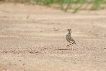 wild bird on the ground