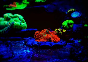 Red & Blue St. Thomas - Rhodactis Mushroom soft polyps ear