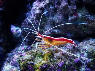 Pacific skunk cleaner saltwater reef shrimp - Lysmata amboinensis