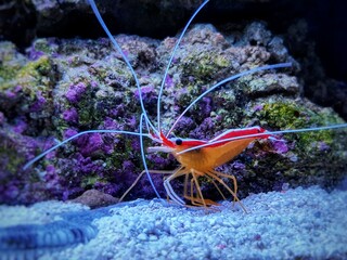 Pacific skunk cleaner saltwater reef shrimp - Lysmata amboinensis