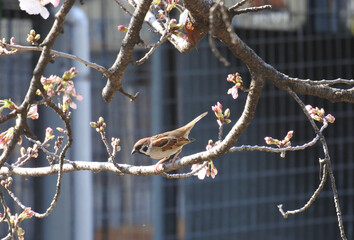 Sparrow on the cherry tree is looking downward. © Nagara