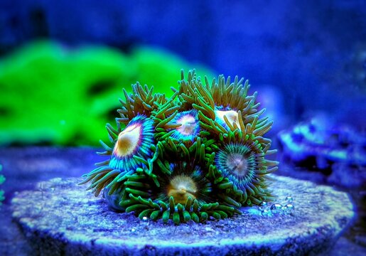 Zoanthids soft polyps - Flowers of the reef aquarium tanks