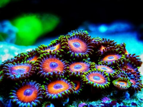 Zoanthids soft polyps - Flowers of the reef aquarium tanks