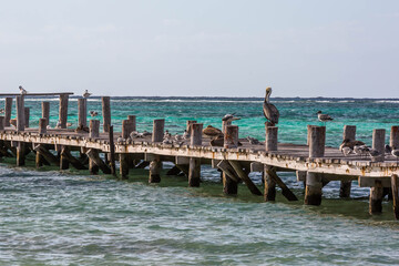 pelicans on a pier