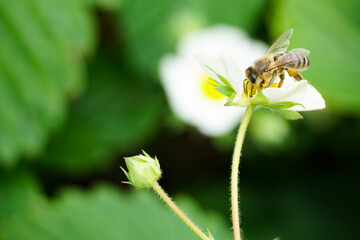 macro bee with bags of nectar on its legs on a dark background, pollinates strawberry flowers,...