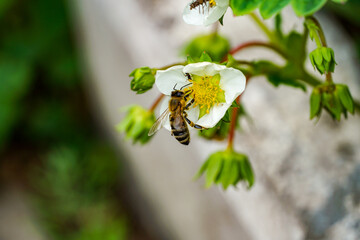 macro bee with bags of nectar on its legs, pollinates strawberry flowers, close-up, natural wallpaper
