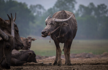 water buffalo with mud standing in a field during early morning 