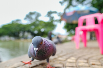 close up of pigeons walking on the street in the city park