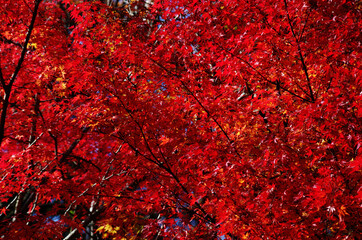 色づく紅葉