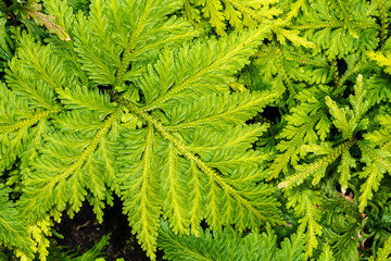 Spikemoss (Selaginella umbrosa)