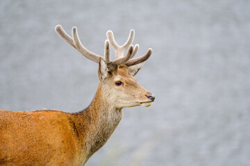Stag deer standing pensive in nature